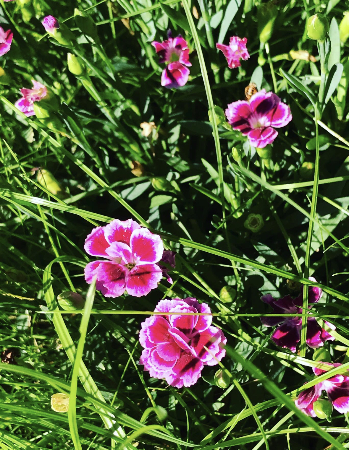 Sałatka z liści nasturcji