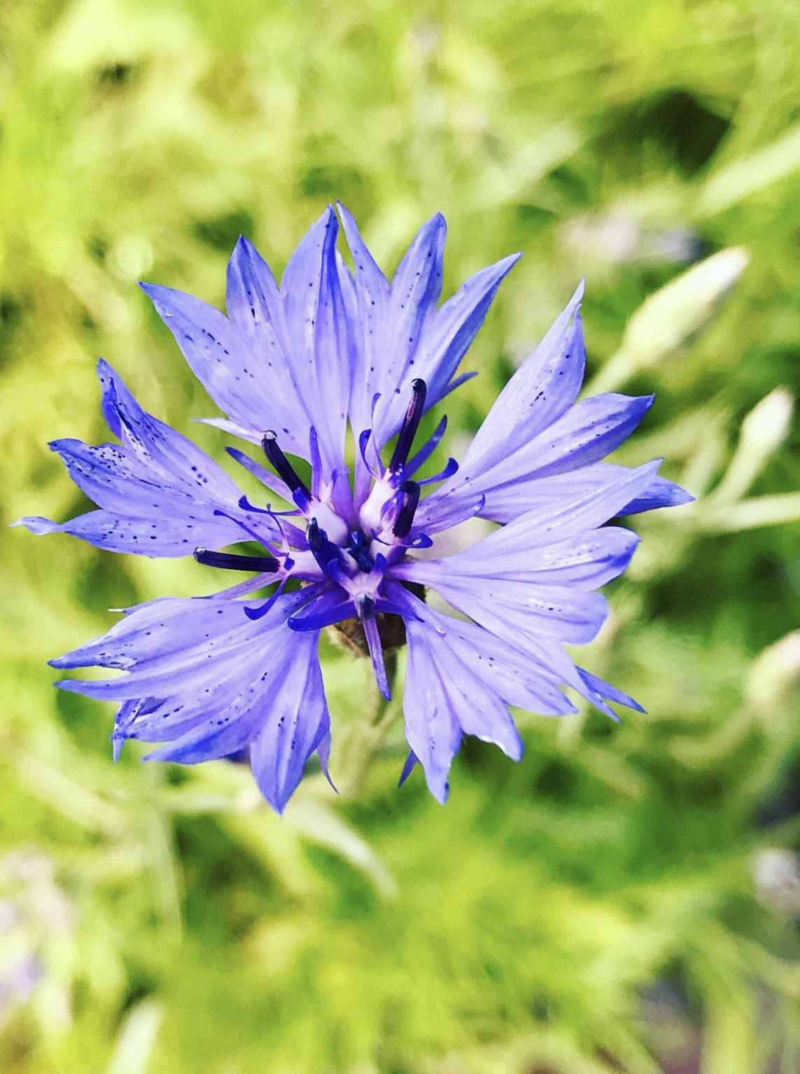 Sałatka z liści nasturcji