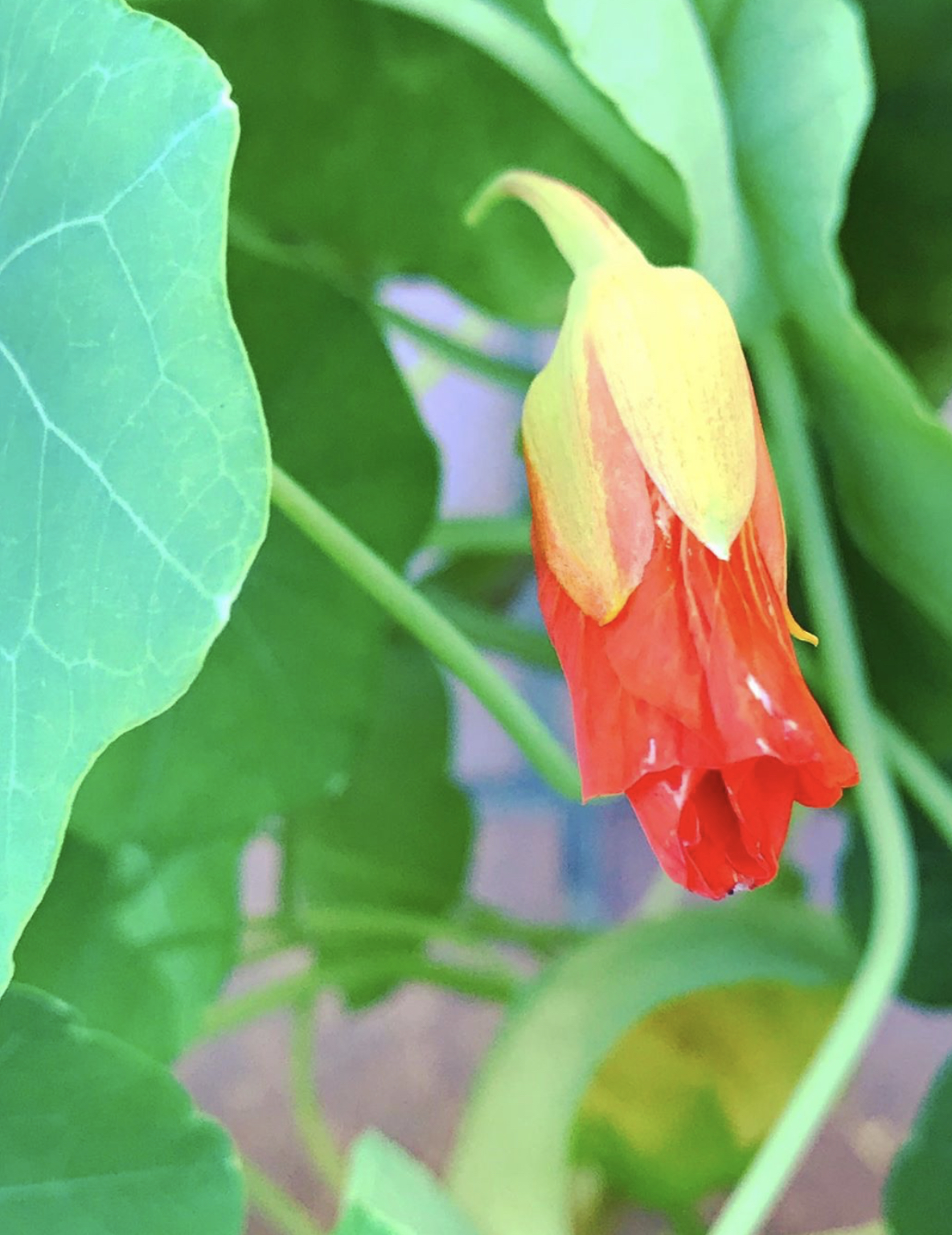 Sałatka z liści nasturcji