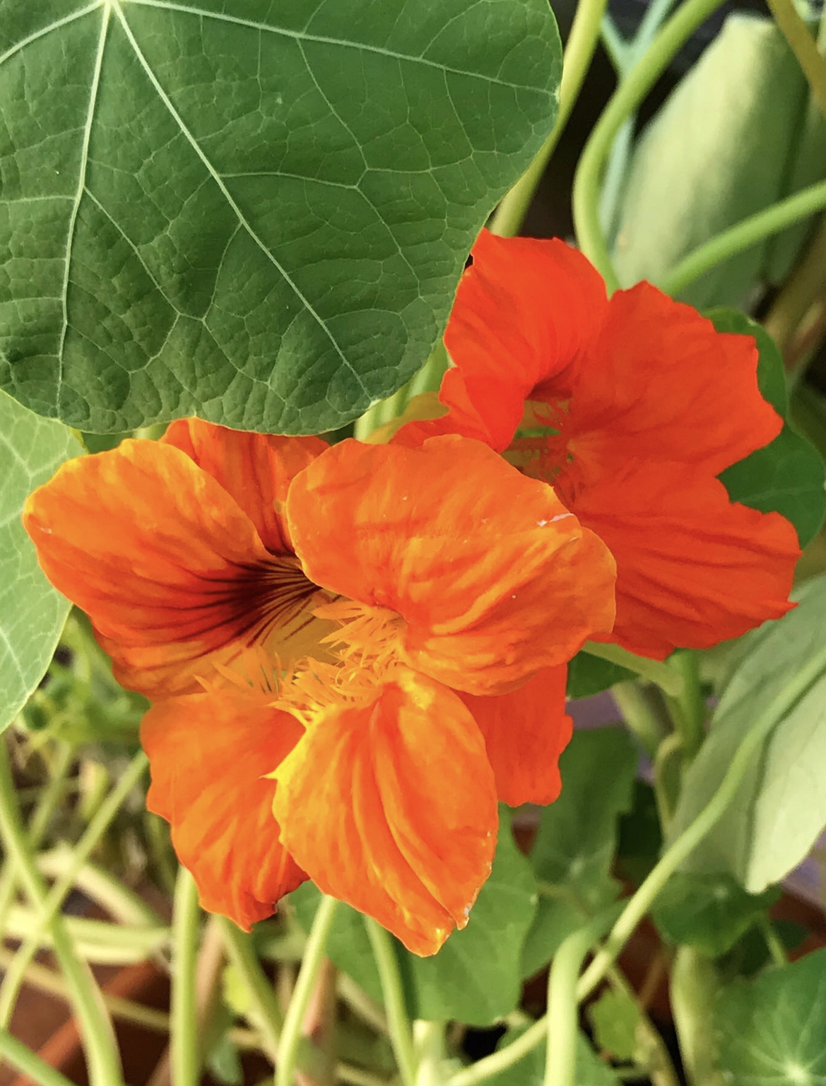 Sałatka z liści nasturcji