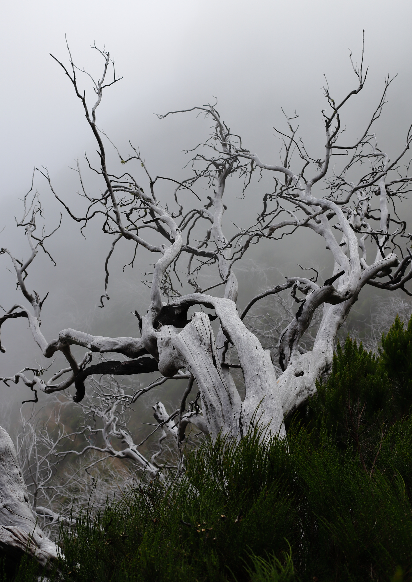 MADERA Dolina martwych drzew na szlaku z Pico do Areeiro do Pico Ruivo