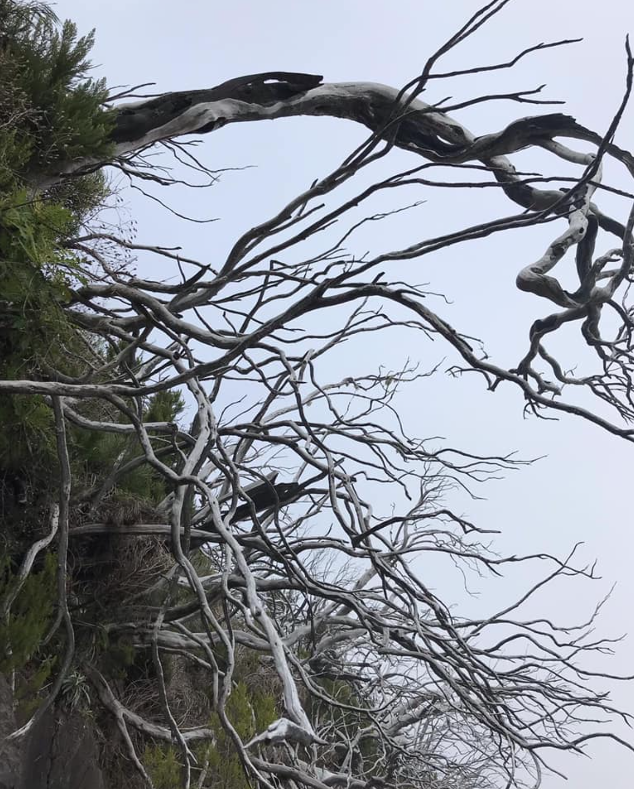 MADERA Dolina martwych drzew na szlaku z Pico do Areeiro do Pico Ruivo